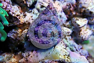 Banded Trochus Saltwater Snail - Trochus sp. Stock Photo