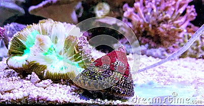 Banded Trochus Snail - Trochus sp. Stock Photo