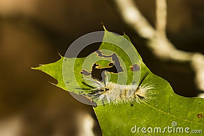Banded Tussock Moth Caterpillar Eating Plant Juice Stock Photo