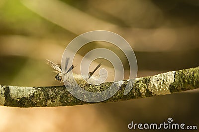 Banded Tussock Moth Caterpillar Inching Up on a Branch Stock Photo