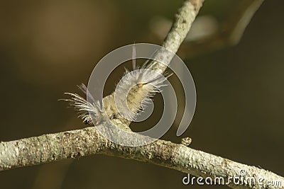 Banded Tussock Moth Caterpillar Turning on a Branch Stock Photo