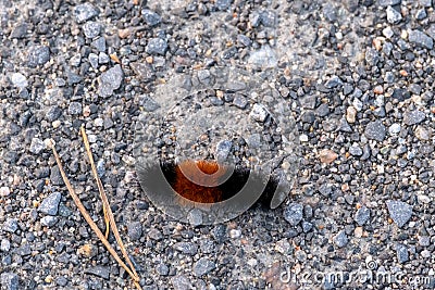 Banded wooly bear moth caterpillar on gravel Stock Photo