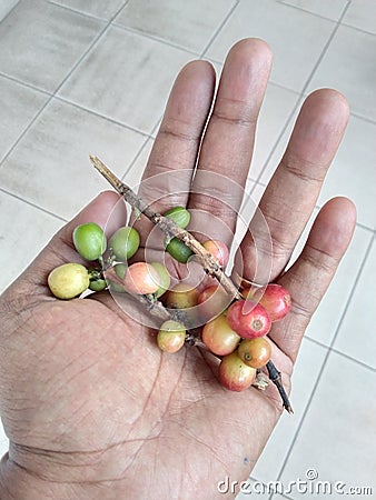 Bandung, 29 April 2021: Another side of the beauty of the coffee fruit Stock Photo