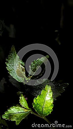 Bandung, 5 March 2024, photo of leaf shoots on a black background Stock Photo