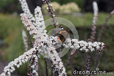 Baneberry Actaea simplex, racemes with white flowers, bee and a butterfly Stock Photo