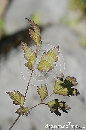 Baneberry Black Negligee Stock Photo