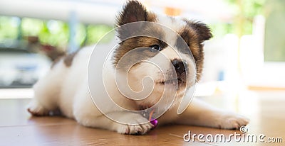 Bang Kaew puppy Stock Photo