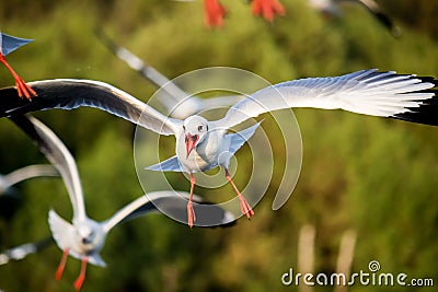 Flying Brown-headed gulls at Bang Poo,Samut Prakarn province,Thailand. Stock Photo