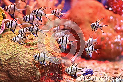 Banggai cardinalfish Stock Photo