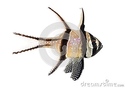 Banggai Cardinalfish, Pterapogon kauderni, Stock Photo