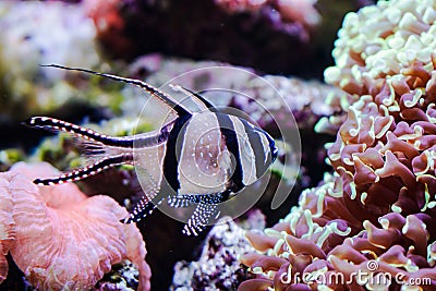 Banggai cardinalfish Stock Photo