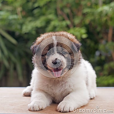 Bangkaew puppy portrait Stock Photo