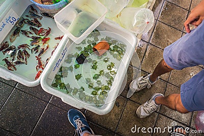 Bangkok, Thailand: containers with water with baby tortoises and lobsters for sale on Chatuchak Weekend Market Editorial Stock Photo