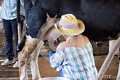 man hand milking a cow by hand, cow standing in the corral Editorial Stock Photo