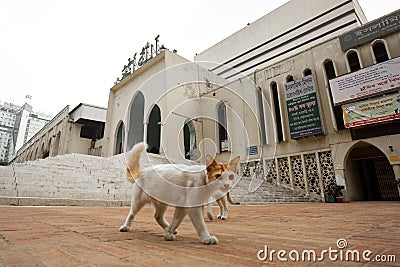 Two cats are watching from the side of the mosque low at Baitul Mukarram National Mosque, Dhaka Editorial Stock Photo