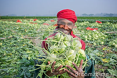 A worker hands are full of turnip at Savar, Dhaka, Bangladesh Editorial Stock Photo