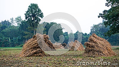 Bangladesh Rice Fields Green, Landscape, HQ Photo. Stock Photo