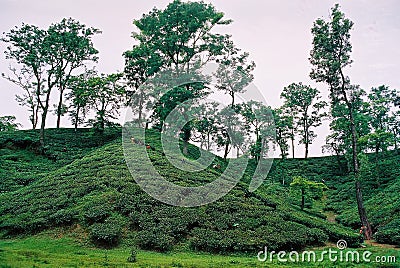 Tea garden at Sylhet, Bangladesh Stock Photo