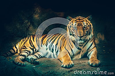 Bangor tiger. Stock Photo