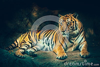 Bangor tiger. Stock Photo