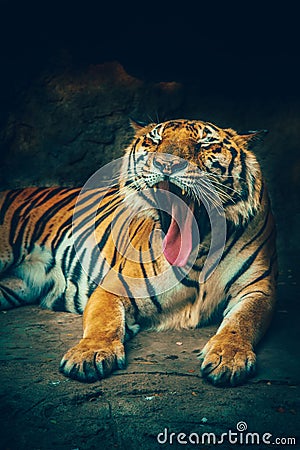 Bangor tiger yawn. Stock Photo