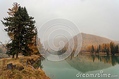 Bank of the Argut River in Altai, with golden larches. Morning calm river with reflections of trees. Impressive autumn landscapes Stock Photo