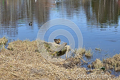 On the bank of the duck river. The forest and trees are reflected in the water. Birds on the water Stock Photo