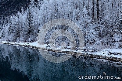 A bank of frost coated trees reflected in still water. Stock Photo