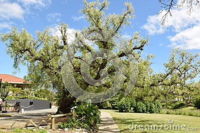 Beatiful tree in one of the parks in Nelson New-Zealand Stock Photo