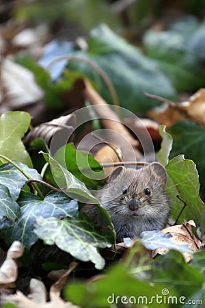 Bank vole / Myodes glareolus Stock Photo