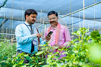 Banker or officer explaining crop growth on mobile phone to farmer at greenhouse from application. Stock Photo