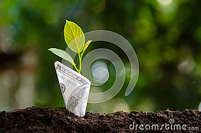 Banknotes tree Image of bank note with plant growing on top for business green natural background money saving and investment Stock Photo