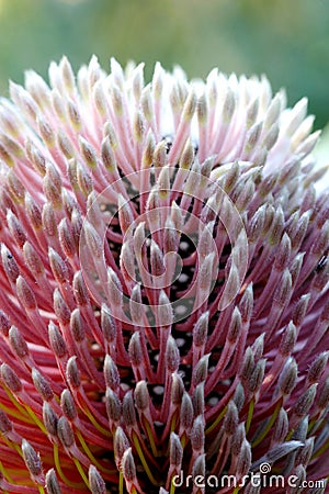 Banksia Flower Stock Photo