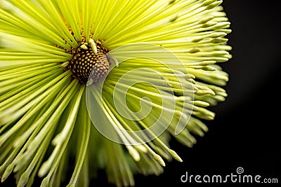 Banksia Flower Macro Black Background Stock Photo