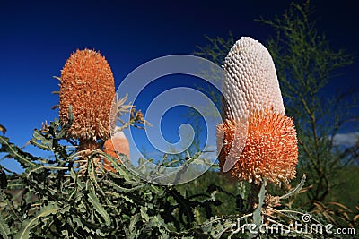 Banksia Flower,Wildflower, Western Australia Stock Photo