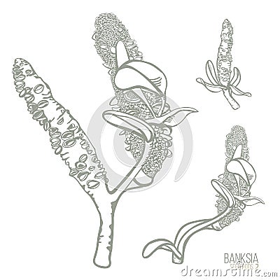 Australian Realistic Banksia Seed Pods Hand drawn vector illustration Vector Illustration