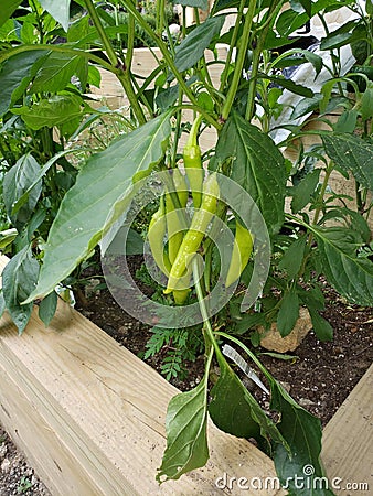 Banna pepper plant Stock Photo