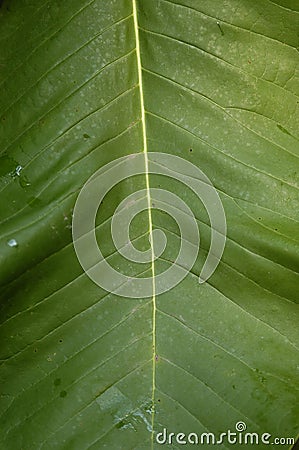 Bannana Leaf Stock Photo