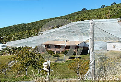 Bannana plantation with netting and greenhouses and residential house in New South Wales Australia Stock Photo