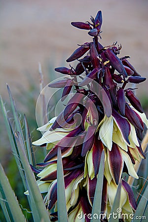 Bannana Yucca Bloom Stock Photo