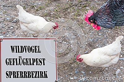 Banned sign with inscription Wild bird - avian influenza Locking Stock Photo