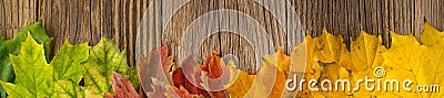 Banner of Autumn Time Background, Some fall leaves on weathered wood with copy space for your text Stock Photo