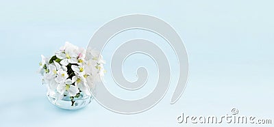 Banner with a beautiful sprig of an apple tree with white flowers in a glass vase against a blue background. Blossoming Stock Photo