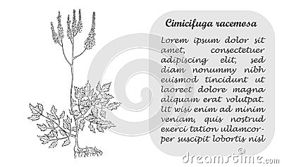 Banner with Cimicifuga Racemosa and Place for Text Vector Illustration