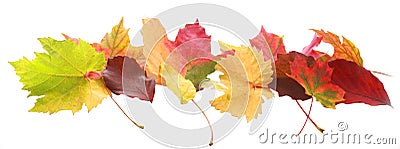 Banner of colorful autumn or fall leaves Stock Photo