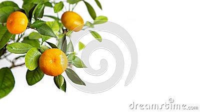 Banner, copy space. Tangerines on a branch, white isolated background. Citrus fruits growing on a tree Stock Photo