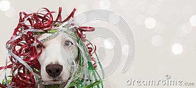 BANNER DOG HAVING A PARTY WITH SERPENTINE STREMERS FOR BIRTHDAY, NEW YEAR, CHRISTMAS, CARNIVAL OR ANNIVERSARY. ISOLATED ON GRAY Stock Photo