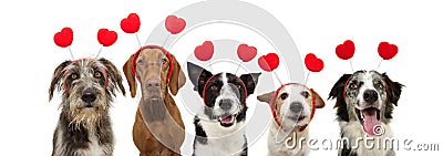 Banner five group dogs puppy love celebrating valentine`s day with a red heart shape diadem. Isolated on white background Stock Photo