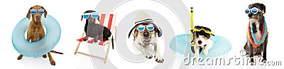 DBanner five pets dogs going on summer vacations, dachshund resting on beach chair ans pointer and jack russell inside a Stock Photo