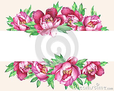 Banner with flowering pink peonies, isolated on peach background. Cartoon Illustration